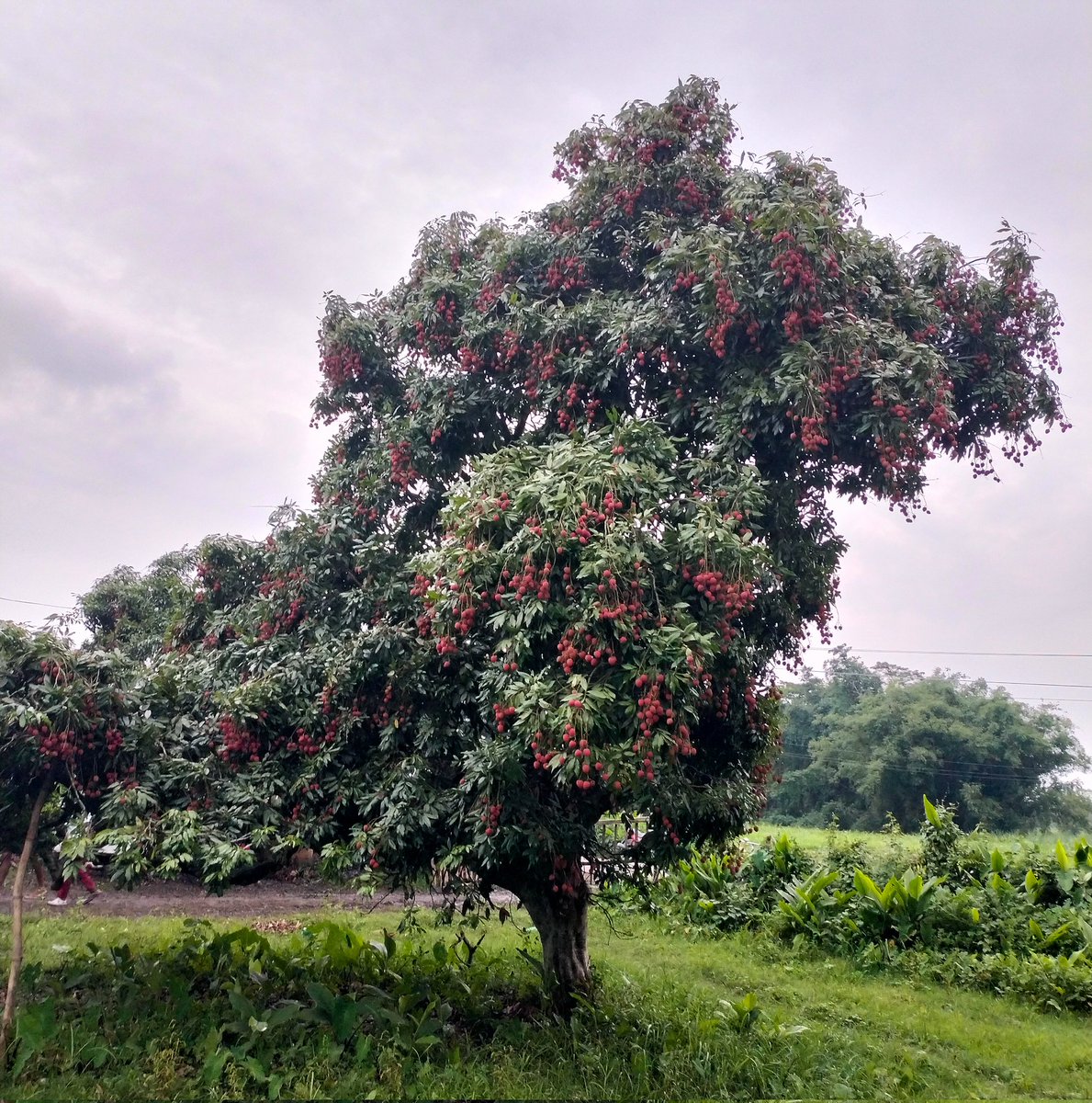 sayan_deori's tweet photo. It's raining Litchis in #Tezpur
The famous #GItagged #Tezpurlitchis
We should promote eating local fruits and vegetables.
#Lithis
#GItag
#Assam
#NorthEast
@FAO https://t.co/19DASwSfFB