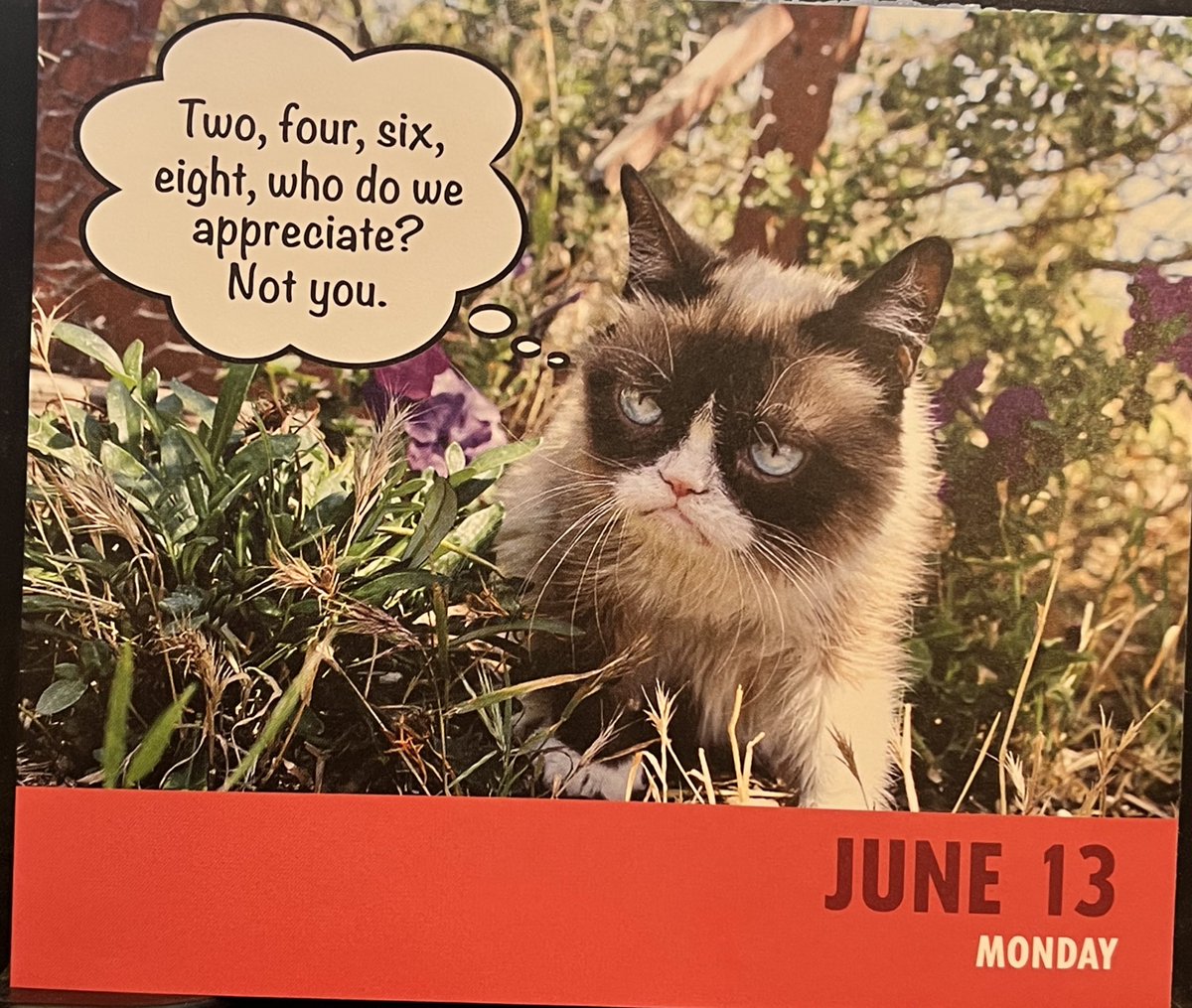 ToreeMcGee's tweet photo. Okay you guys. I was gone and then I just straight FORGOT 😂. So here’s a backlog and today’s was a good one. #dailygrump #grumpycat https://t.co/GG9TgHmQRd