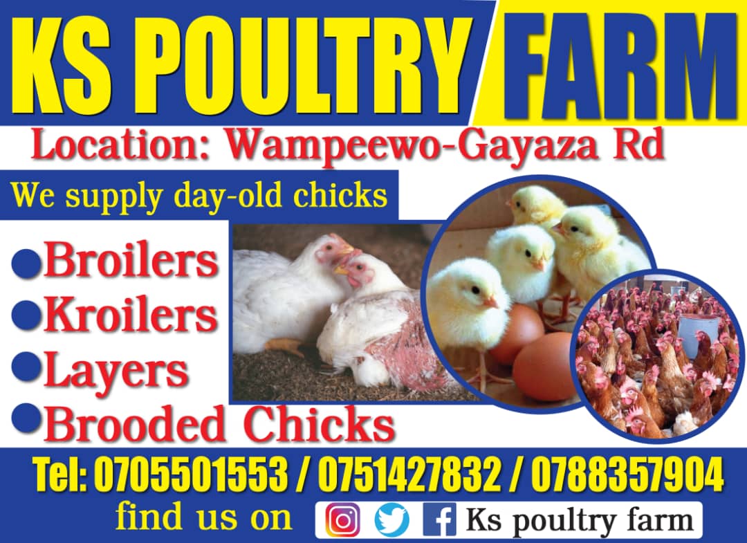 fredyklwanga's tweet photo. We Supply Day old Chicks
Distance Is Not Our problem
#Broilers 2700/=
#Kuroilers 2000/=
#Layers 4000/=
#Brooded chicks
#Feeds & equipments
Location #Wampewo gayaza road
Call/Wtp 0705501553
NB Broilers & Layers every Saturday Kuroilers & Sasso Every Tuesday https://t.co/MzBgzFv3jM