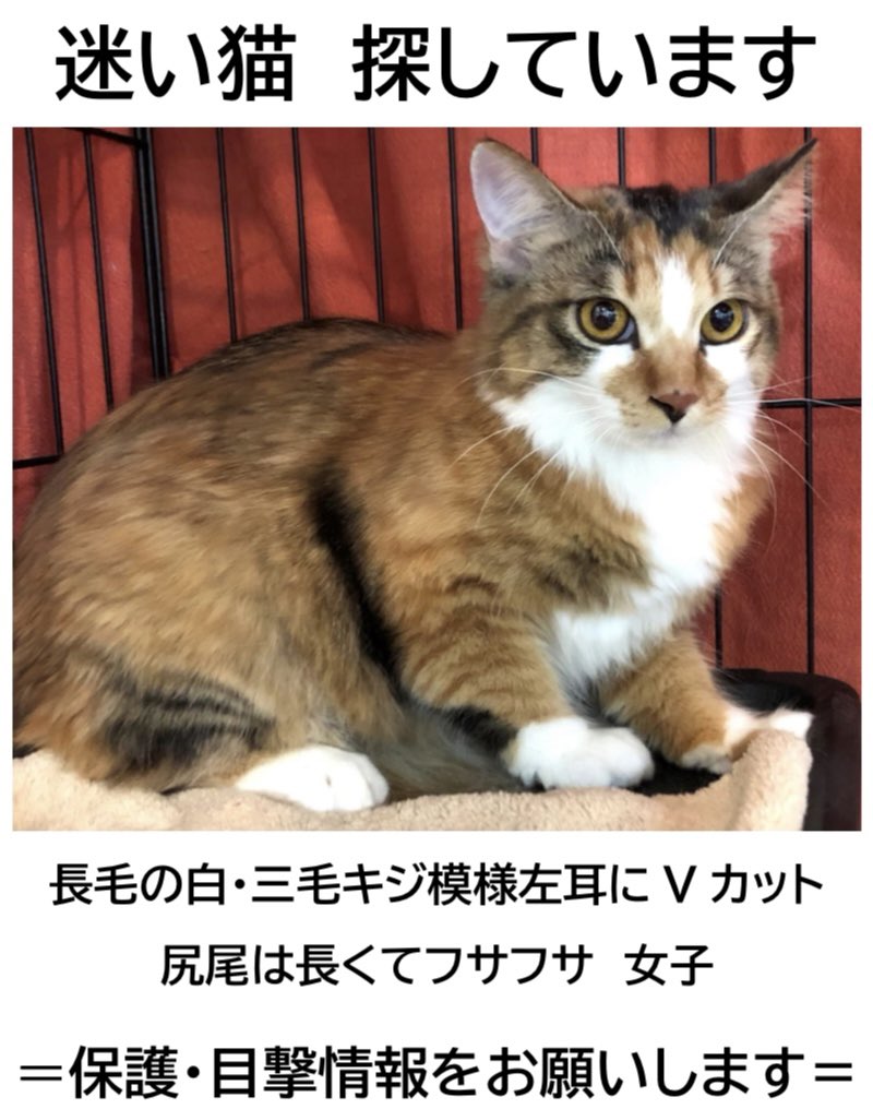 三毛猫長毛 Twitter Search Twitter