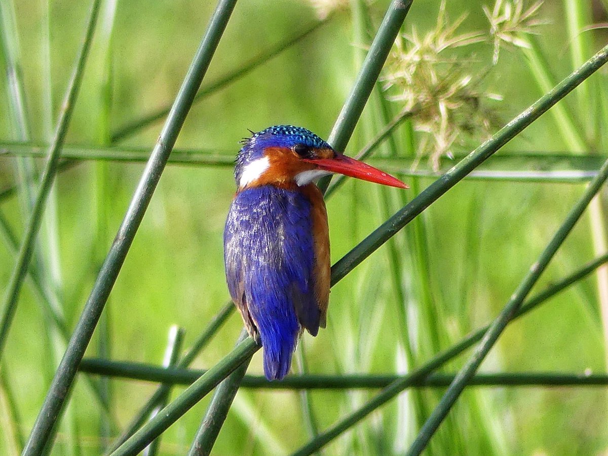 Alan Davies tweet media