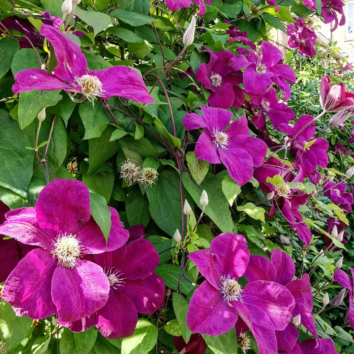 Borg_22's tweet photo. Clematis flowers in our garden. 🥰💜💗 https://t.co/ReA3lltFAV