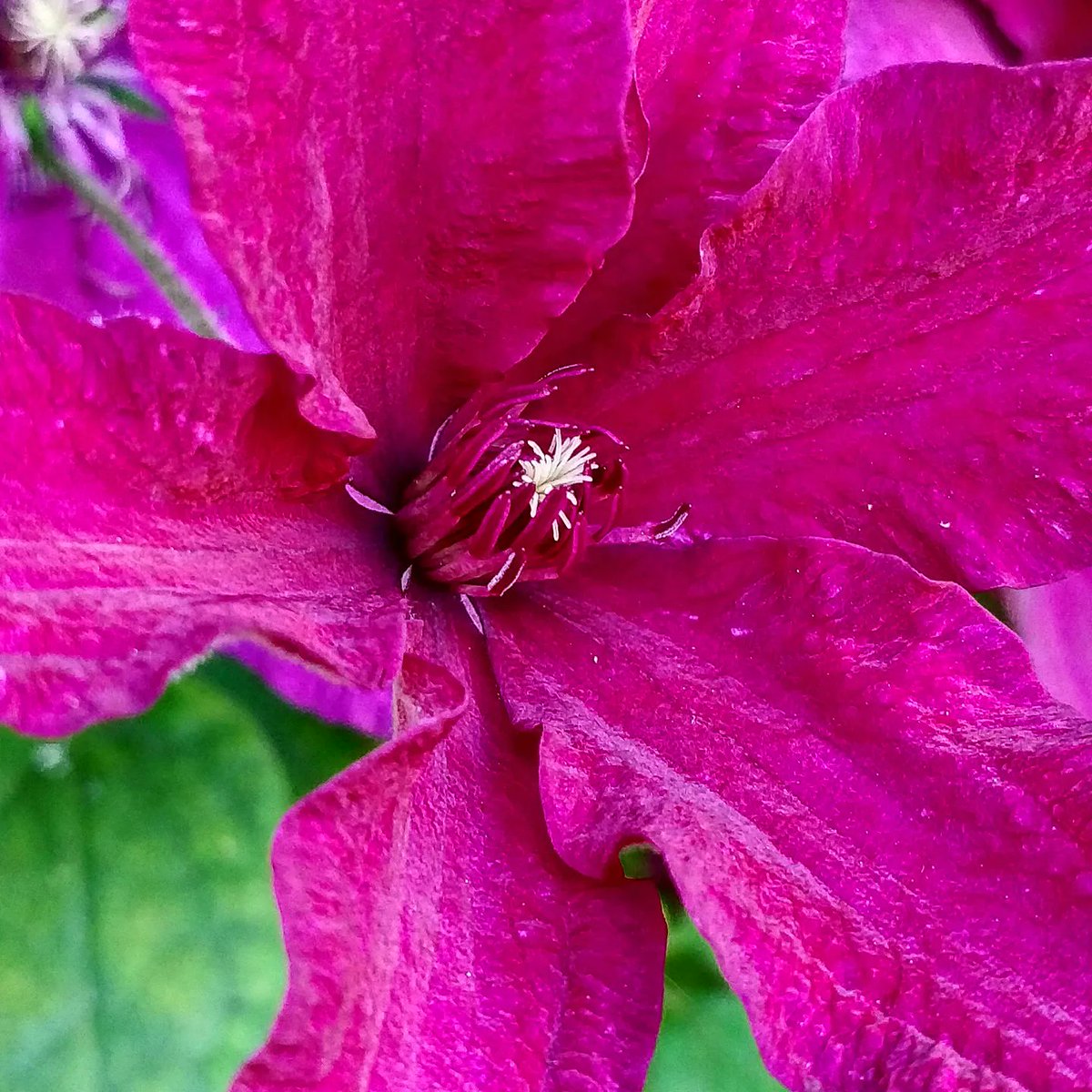 Borg_22's tweet photo. Clematis flowers in our garden. 🥰💜💗 https://t.co/ReA3lltFAV