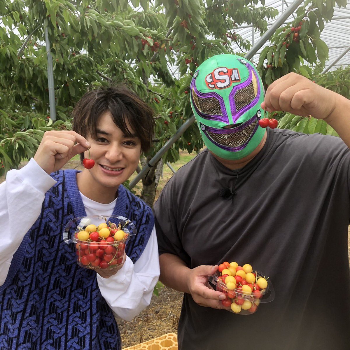 NST8chiyo's tweet photo. 「聖's再始動！！」
久しぶりに帰ってきました。
＃高崎翔太
＃スーパー・ササダンコ・マシン
＃天野さくらんぼ狩り園
＃6月25日まで
＃聖籠町活性化メンズユニット https://t.co/Q8E0huI5ej