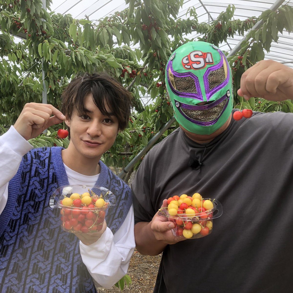 NST8chiyo's tweet photo. 「聖's再始動！！」
久しぶりに帰ってきました。
＃高崎翔太
＃スーパー・ササダンコ・マシン
＃天野さくらんぼ狩り園
＃6月25日まで
＃聖籠町活性化メンズユニット https://t.co/Q8E0huI5ej