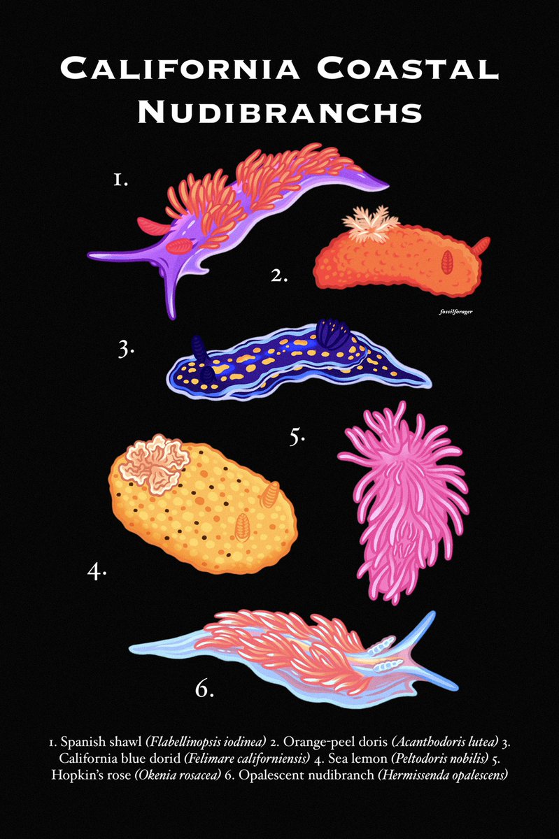 send nud(ibranch)s 😉