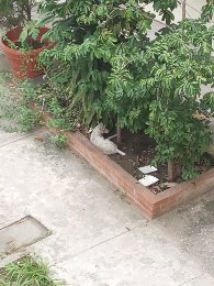 Buenos días la perrita atropellada sigue esperando ayuda no conseguimos veterinario que la puedan ver ya que no tenemos dinero para pagar una consulta ni hemos conseguido como trasladarla hasta <a href="/FSanLazaro/">FundacionSanLazaro</a> algún veterinario en puerto cabello que pueda venir a verla <a href="/prinzzestter/">Lau 👑🔮💫 ¡Entre Reyes & Reinas!</a>