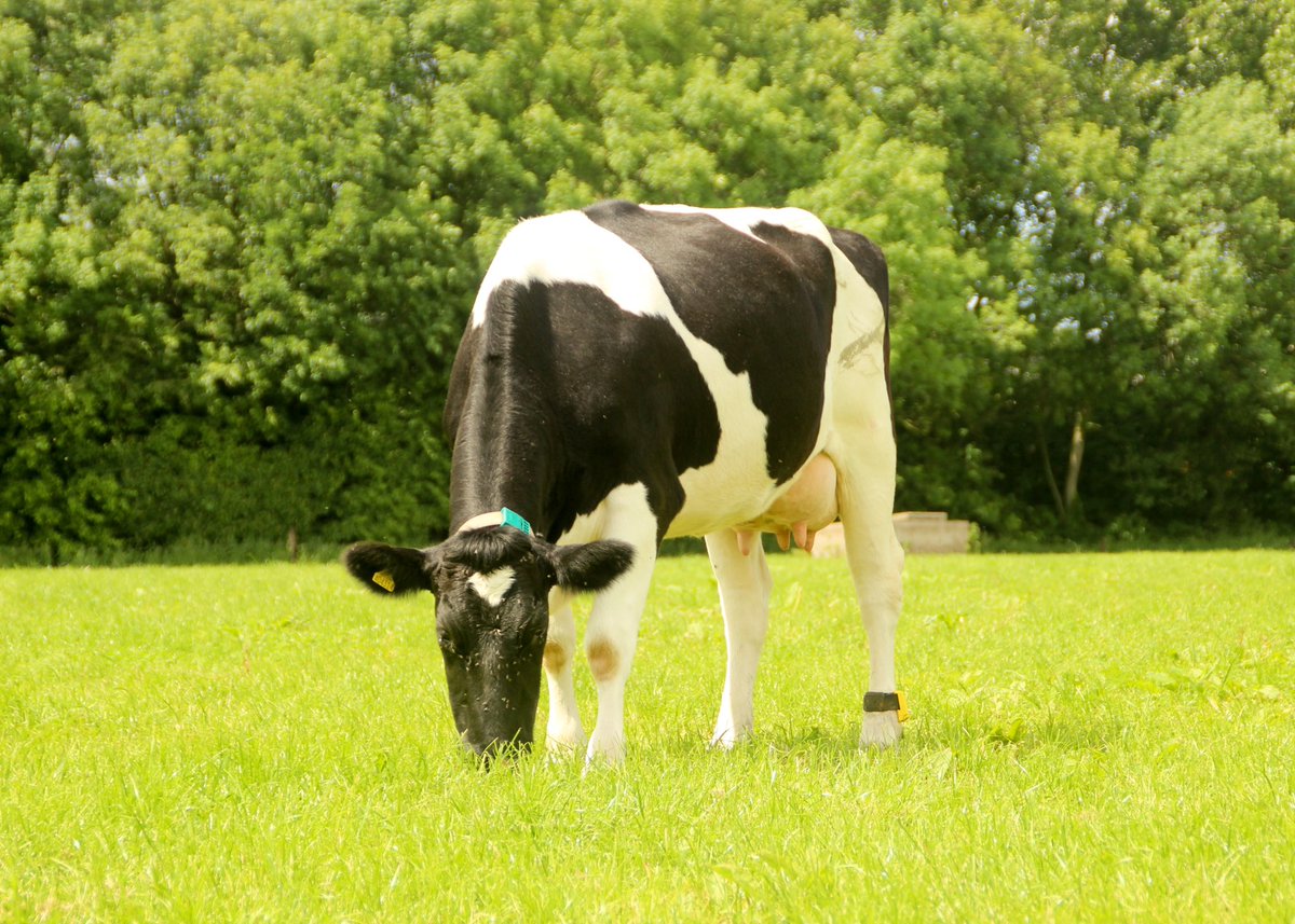 uk_sires's tweet photo. The first milking Lakemead Zorro daughter - Lakemead Ann 51 GP83. 

Zorro is an outcross bull breeding strong and robust daughters. 

Semen available - https://t.co/ytOzWE7Hvg https://t.co/4HmiNfbqai