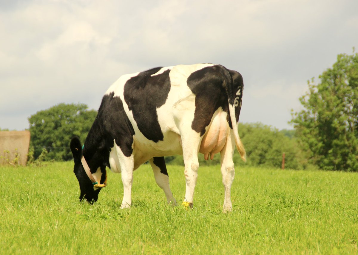 uk_sires's tweet photo. The first milking Lakemead Zorro daughter - Lakemead Ann 51 GP83. 

Zorro is an outcross bull breeding strong and robust daughters. 

Semen available - https://t.co/ytOzWE7Hvg https://t.co/4HmiNfbqai