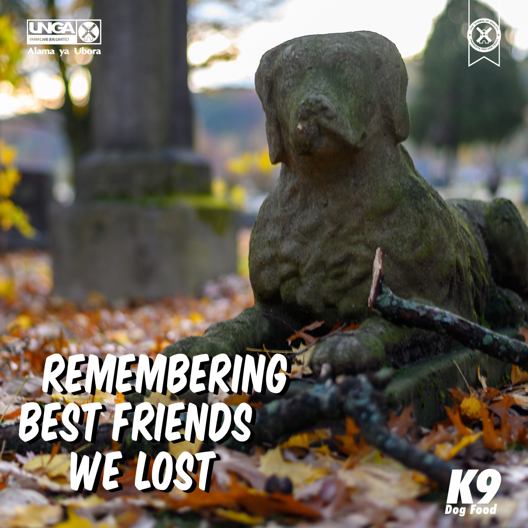 We take time to remember our furry friends who passed on to the next phase of life and appreciate the time we spent together with them.
#K9DogFood #ABowlfulOfStrength