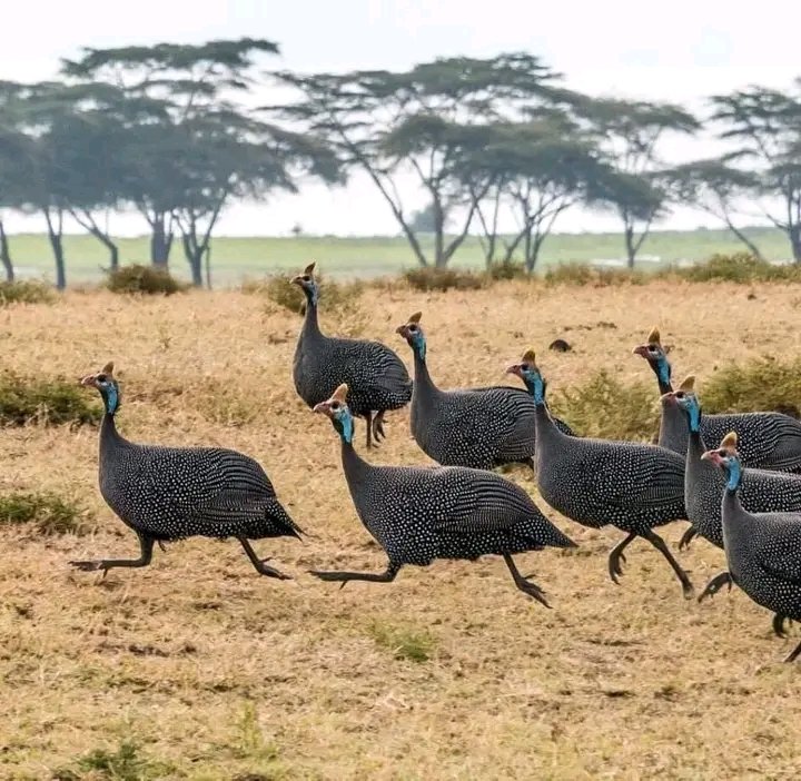 NAZEEM_G8's tweet image. What is the name of these birds in your home language?