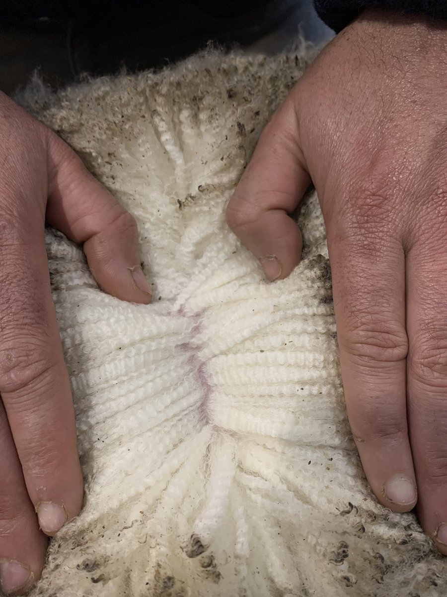 merino_wa's tweet photo. WA’s best genetics will be on display, on show and for sale, at the @RabobankAU WA Sheep Show & Ram Sale, 18-19 August 2022. Display pen nominations are due by 24 June, contact GSMSA for more info! #merino #saleo #sheep #merinoindustry https://t.co/5WQCMpOOJR