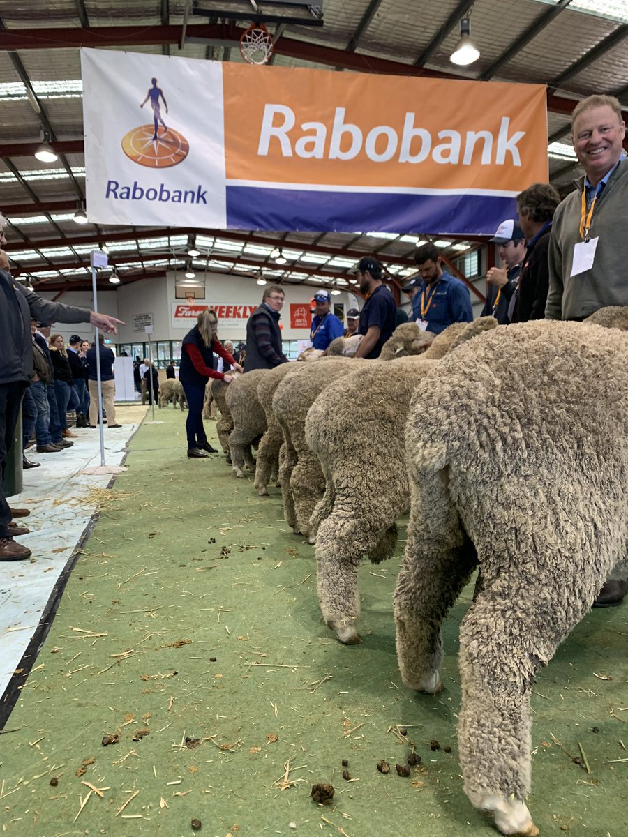 merino_wa's tweet photo. WA’s best genetics will be on display, on show and for sale, at the @RabobankAU WA Sheep Show & Ram Sale, 18-19 August 2022. Display pen nominations are due by 24 June, contact GSMSA for more info! #merino #saleo #sheep #merinoindustry https://t.co/5WQCMpOOJR