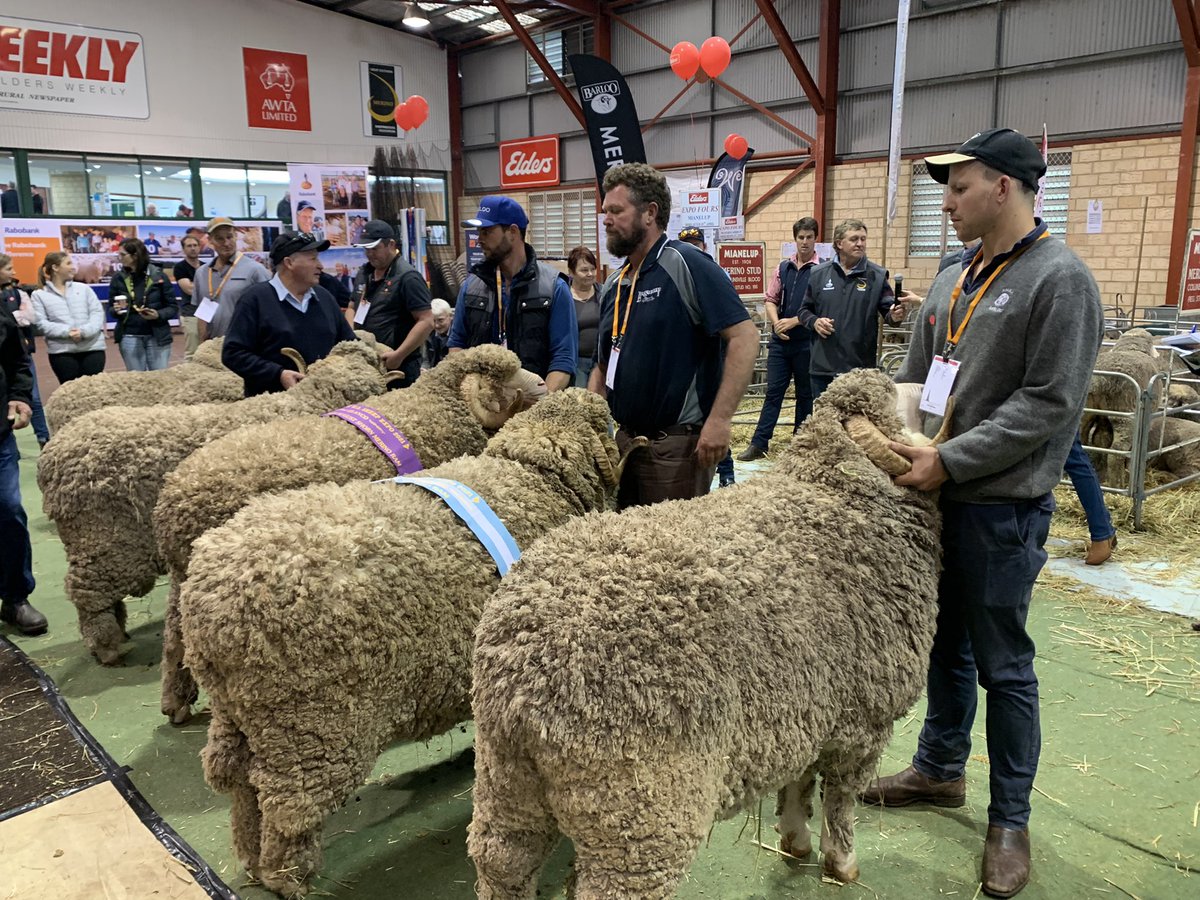 merino_wa's tweet photo. WA’s best genetics will be on display, on show and for sale, at the @RabobankAU WA Sheep Show & Ram Sale, 18-19 August 2022. Display pen nominations are due by 24 June, contact GSMSA for more info! #merino #saleo #sheep #merinoindustry https://t.co/5WQCMpOOJR