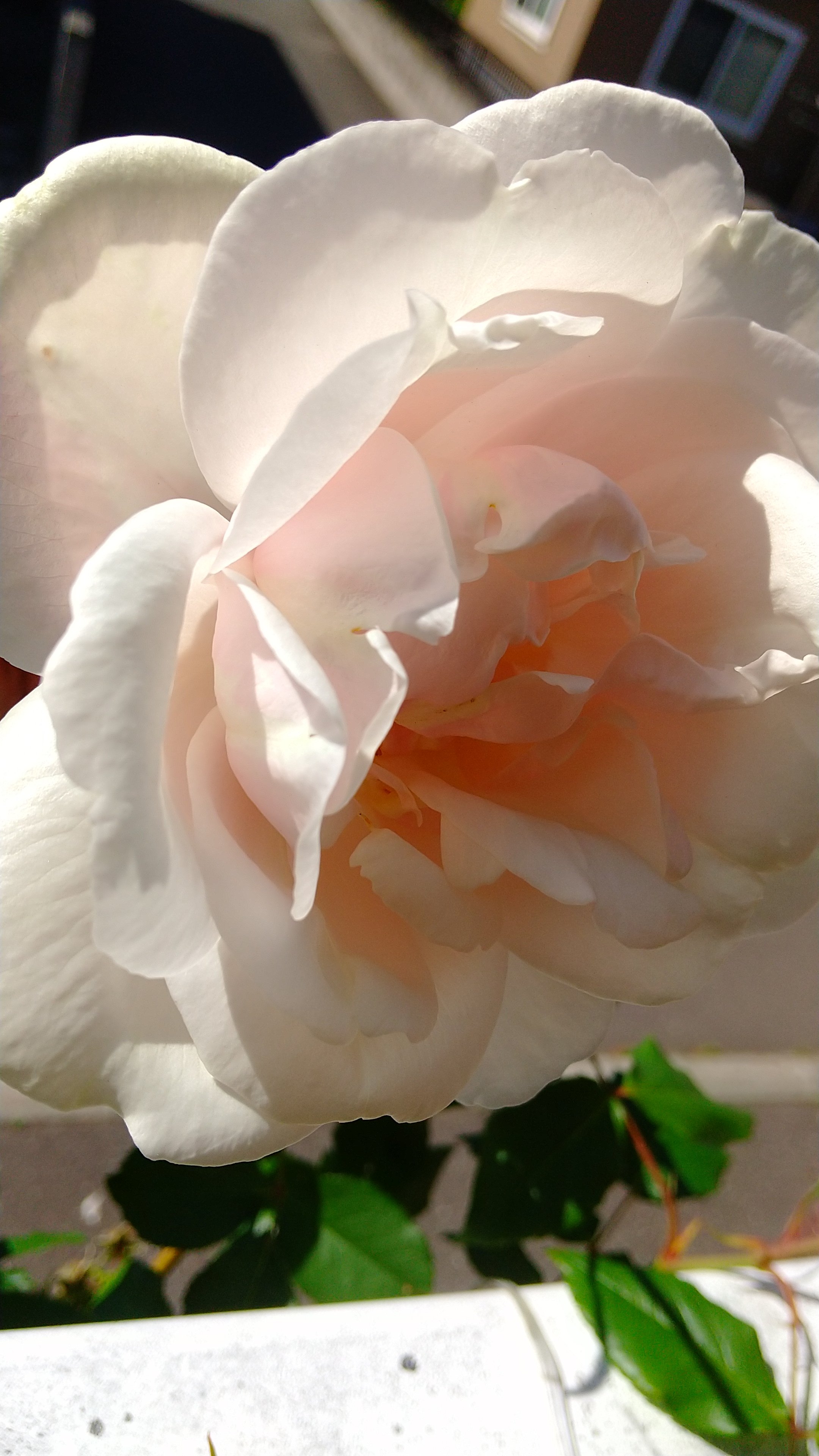 マダムアルフレッドキャリエール Twitter Search Twitter