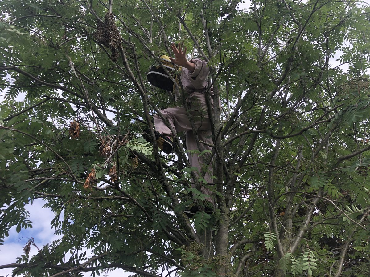 gateway_coll's tweet photo. My mate Andrea is fearless! Of course holding the box is just as brave as climbing the tree to catch the swarm π€£π
@B4Biodiversity #swarm #beekeeping #swarmcatching #bootle https://t.co/e0XP0SirfK
