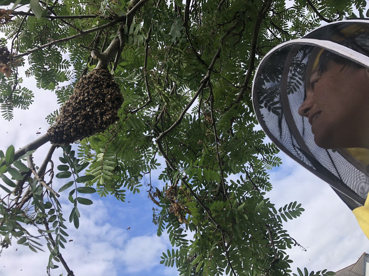 gateway_coll's tweet photo. My mate Andrea is fearless! Of course holding the box is just as brave as climbing the tree to catch the swarm π€£π
@B4Biodiversity #swarm #beekeeping #swarmcatching #bootle https://t.co/e0XP0SirfK