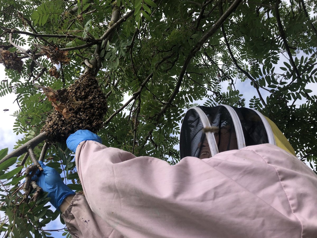 gateway_coll's tweet photo. My mate Andrea is fearless! Of course holding the box is just as brave as climbing the tree to catch the swarm π€£π
@B4Biodiversity #swarm #beekeeping #swarmcatching #bootle https://t.co/e0XP0SirfK