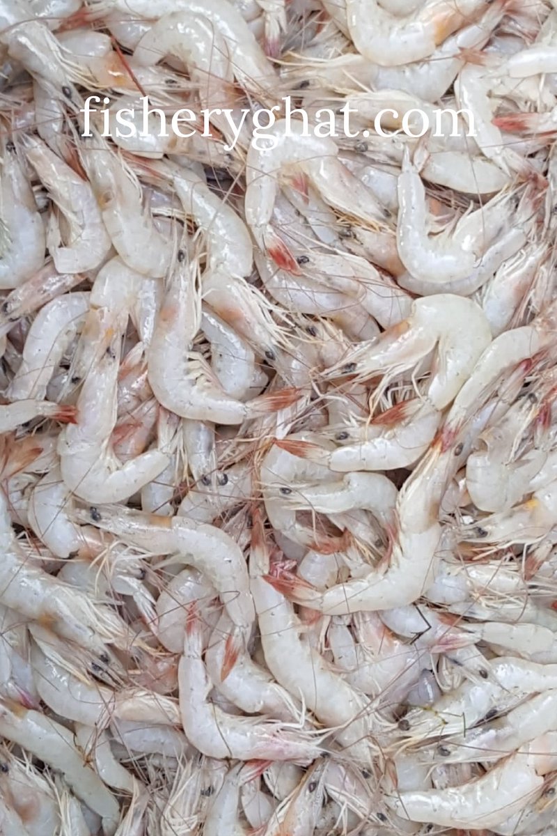 fisheryghat's tweet photo. "চাকা চিং‌ড়ি", স্বা‌দে অসাধারণ; #organic #seafish #freshfish #safefish #marinefish #projectfish #bayofbengalfish #exclusivefish https://t.co/fKyqhN54Sg