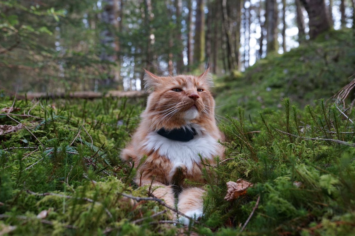 primuscat's tweet photo. Forest fluff💛 #CatsOfTwitter #cat #cutecat https://t.co/1nnDOnrkfJ