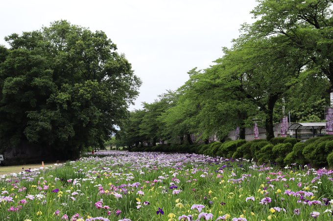 華蔵寺公園の桜 桜名所 お花見22 ウォーカープラス