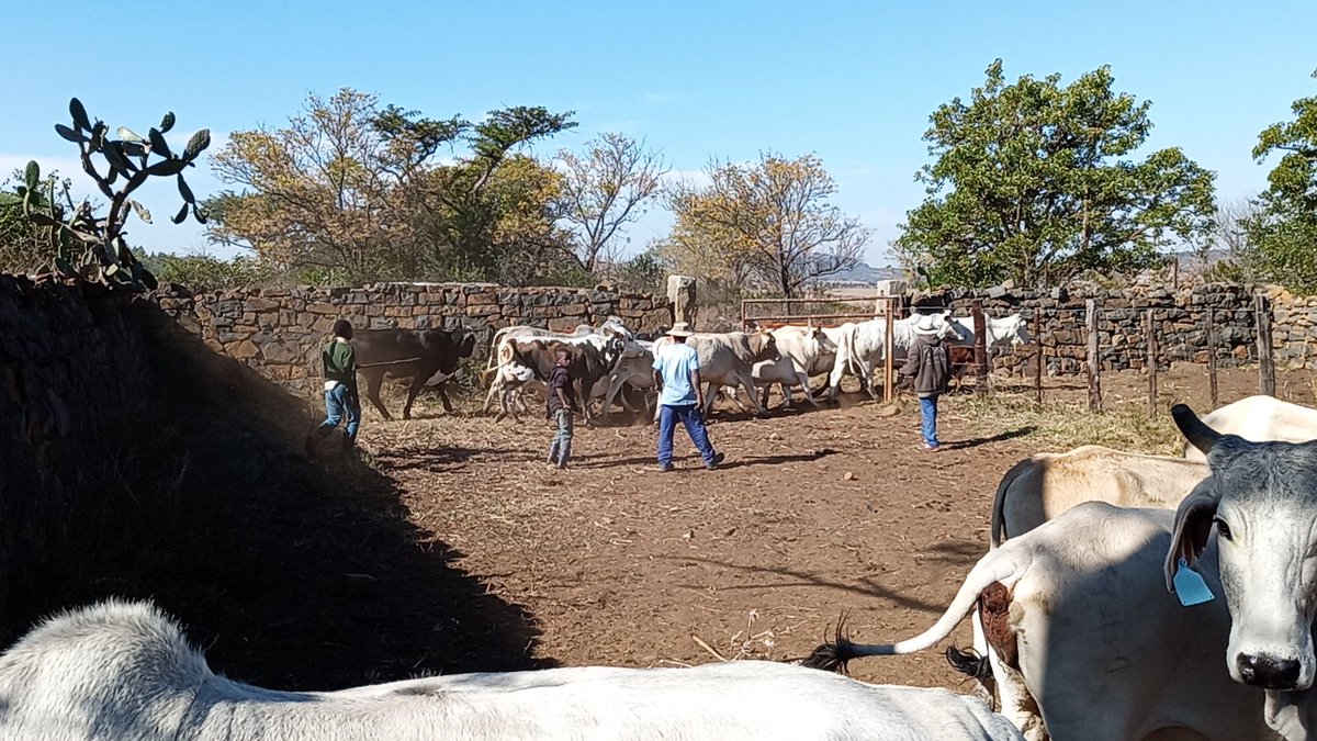 NdumisoGule1's tweet photo. Rural Livestock Improvement is our passion... https://t.co/4eCVhN4BEK