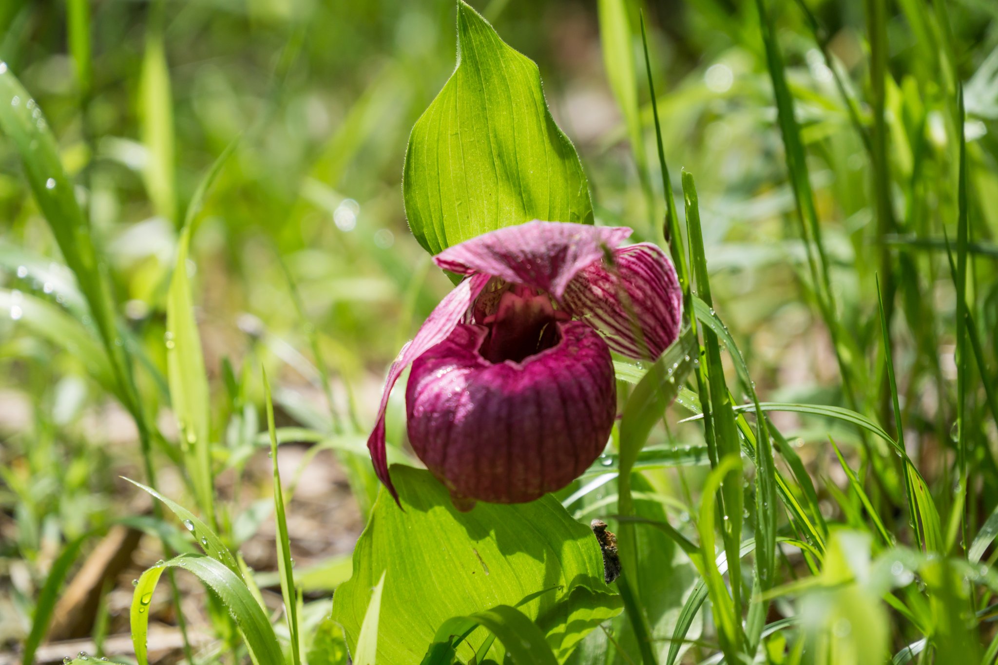 山野草 高山植物 厚岸ホテイアツモリソウ 花芽1葉芽2
