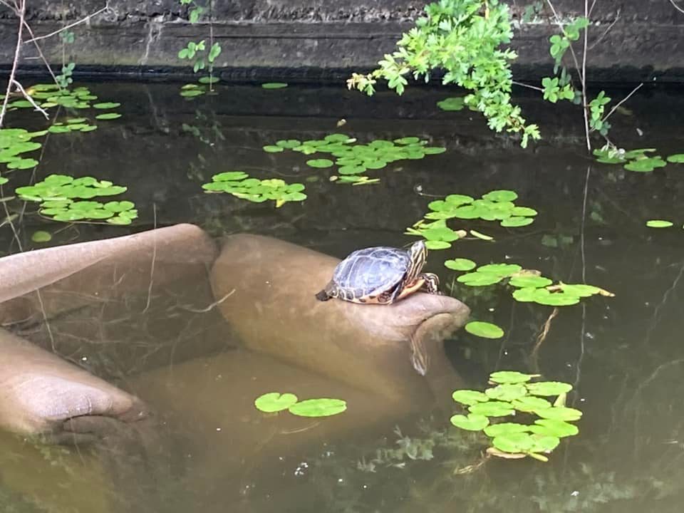 drclaremasters's tweet photo. Cruising along the #bridgewatercanal and a chap on the towpath said: "Just after the next bridge, there's a terrapin sitting on an armchair." And so there was. #random @CanalRiverTrust https://t.co/CYhI1OGbNn