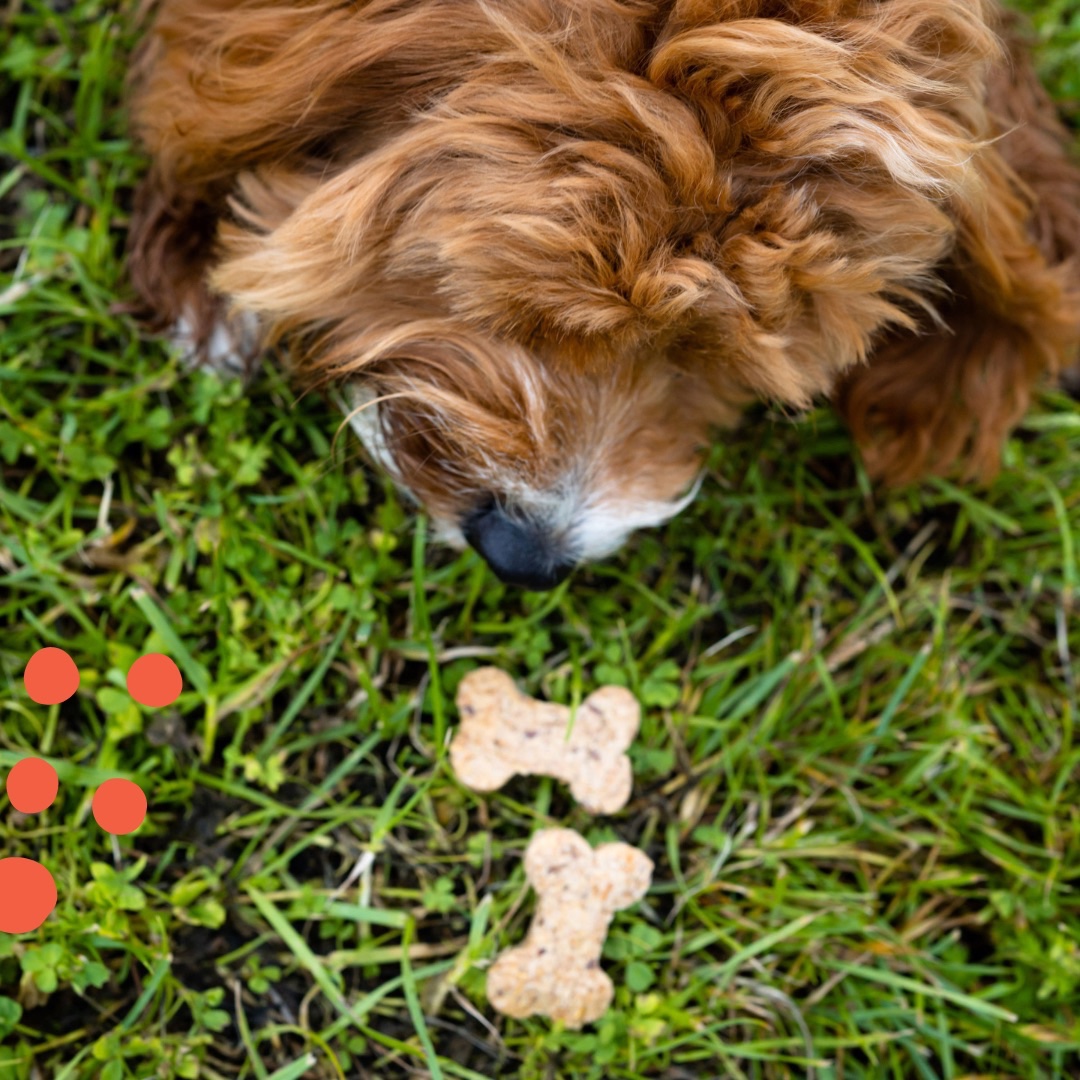 New <a href="/BrewBix/">BrewBix</a> now available in store - Healthy dog treats made from craft brewery left overs! 

#pets #dogtreats #dogs #thepetloverspetstore
