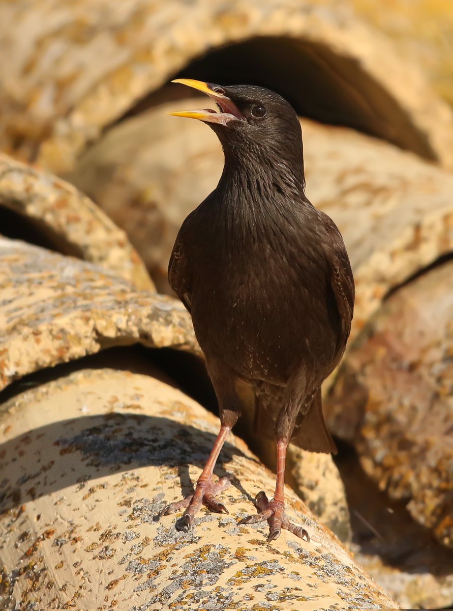 Spotless Starling sharing the same roof top with the Kestrels.