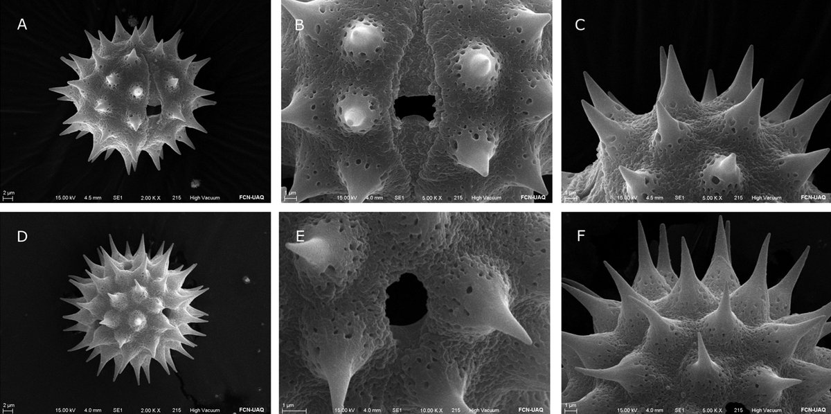 PhytoKeys's tweet photo. 🌼 A study of the morphology of pollen grains in he genera #Dahlia and Hidalgoa, using light and scanning
electron microscopy: https://t.co/uBNUqZrlvf

#Asteraceae #pollen #botany https://t.co/x8AwZ6mb8L