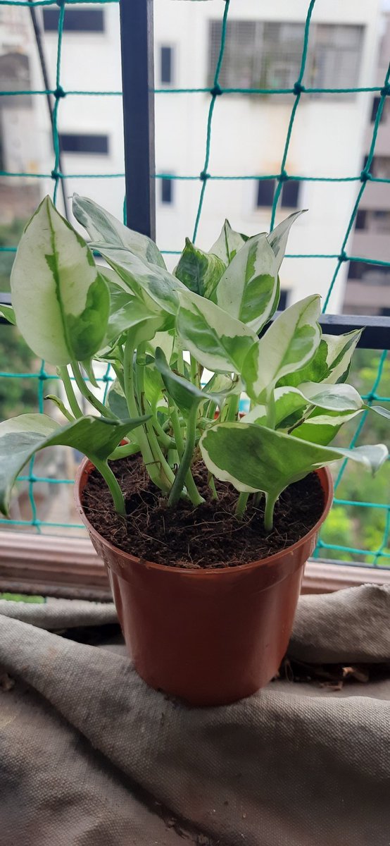 Sans5art1's tweet photo. #HBDBinduMadhavi 

My cutie pyaar plant https://t.co/OvQHpVZK6j