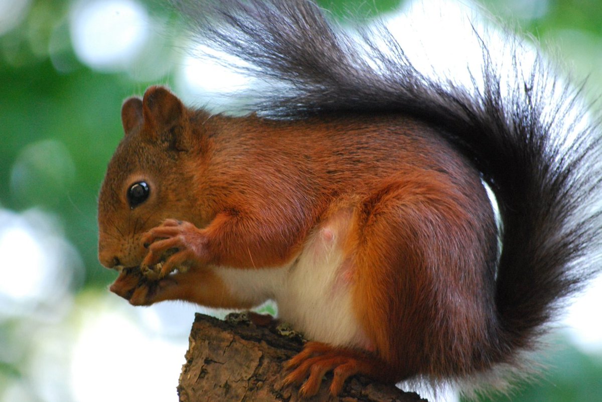 WallpaperGeeks's tweet photo. Red Squirrel Great Britain Wallpaper - https://t.co/tGLa2wRakO - #Animals #Mammals - https://t.co/ZOwdFerE7U https://t.co/yjkRkJ2DmY