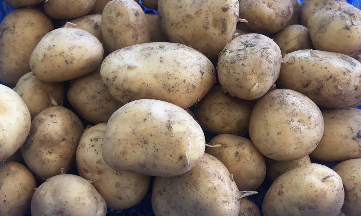 MeijerPotato's tweet photo. A French #gardener tried our table variety #Acoustic (https://t.co/K7UA0HBiuY from #Clisson) in his garden and is very enthusiastic about the results. Particularly, he appreciated the late #blight resistance and the low need for #fertilizer and water.

Thank you @lmemeteau! https://t.co/3seluAB7Iv