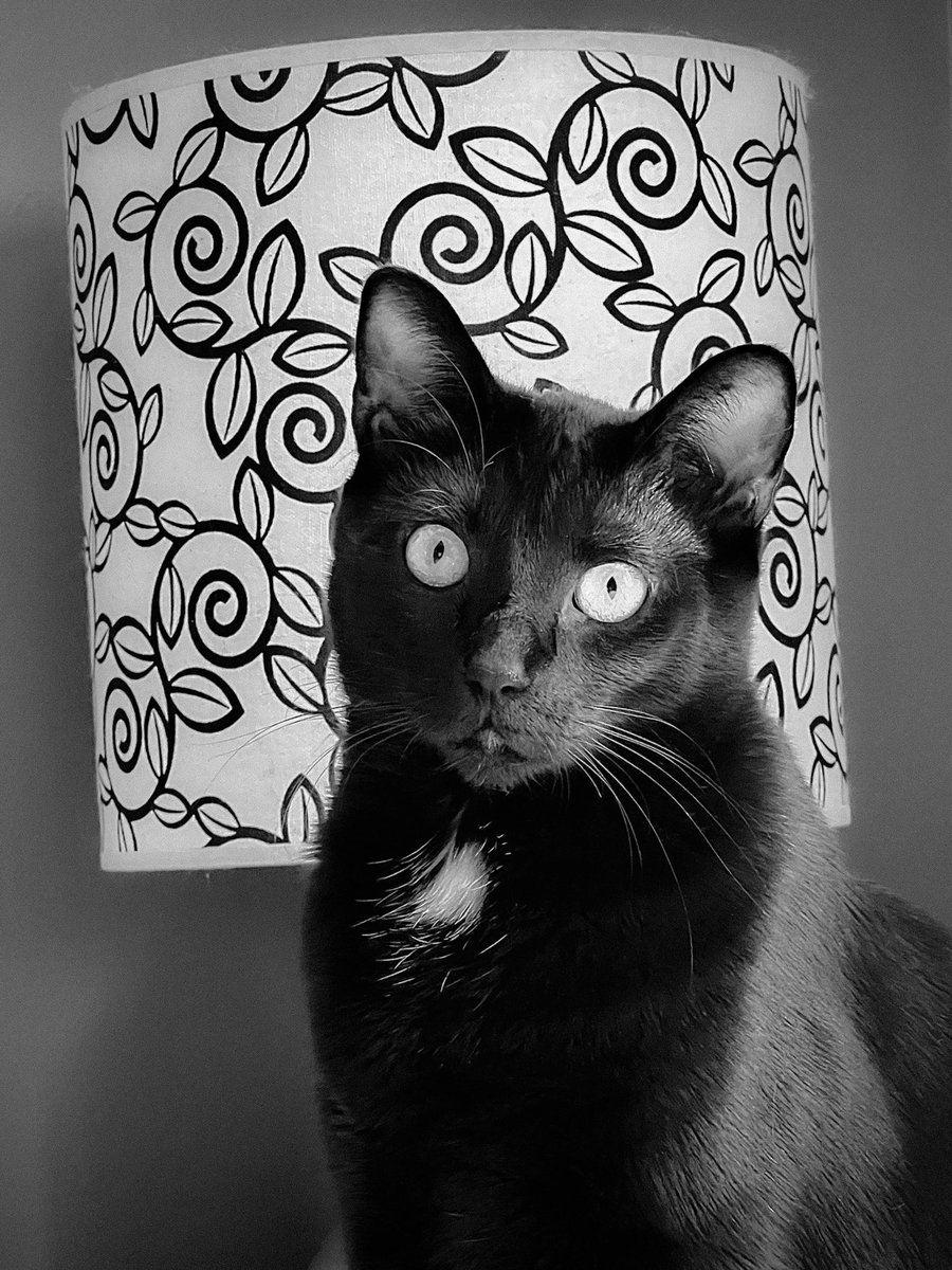 catbutlerdeluxe's tweet photo. It’s been about a month since I have started my pet sitting business. I have had 38 bookings! I’m loving all the different characters that I get to care for. The bonus for my clients - a lovely portrait of their pet by me!😻 #LApetsitter https://t.co/Cx59d0tfSC