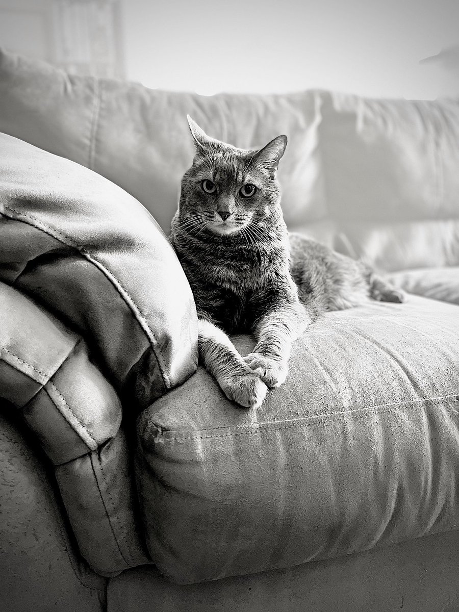 catbutlerdeluxe's tweet photo. It’s been about a month since I have started my pet sitting business. I have had 38 bookings! I’m loving all the different characters that I get to care for. The bonus for my clients - a lovely portrait of their pet by me!😻 #LApetsitter https://t.co/Cx59d0tfSC