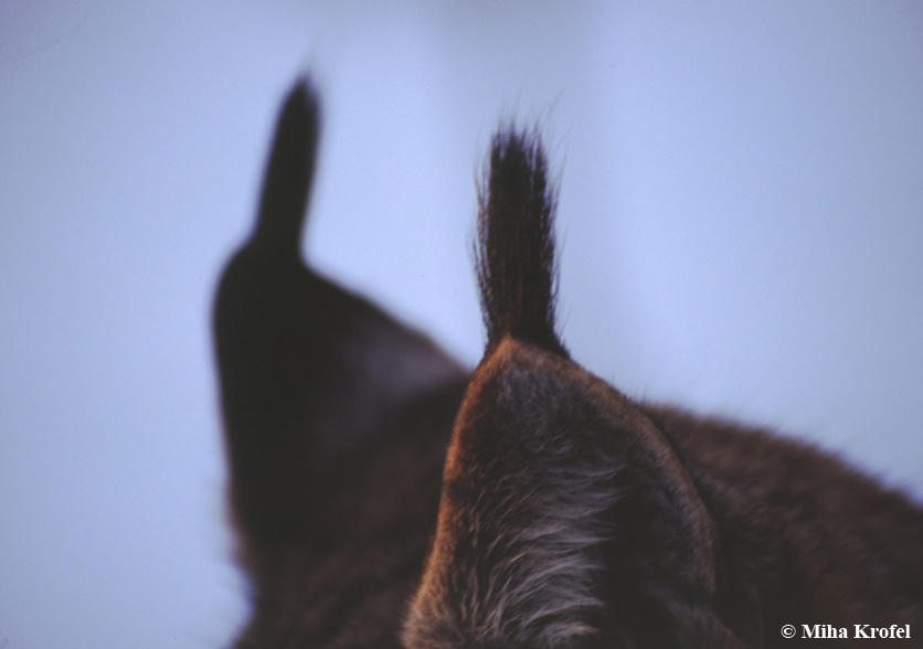 HourlyLynxes presents: