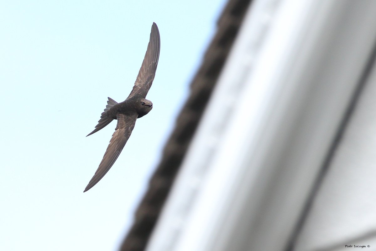 WildlifeTrusts's tweet photo. Sadly swifts, swallows and martins are in decline – which is why we need your help!  

🐛 Encourage the insects they eat  
🐣 Offer nest materials  
🏠 Build a swift box  

Make a pledge to help them out on day 14 of #30DaysWild! ⬇️ 
https://t.co/AxbyHZ90jr #WildAboutGardens https://t.co/qFkMCX00E4