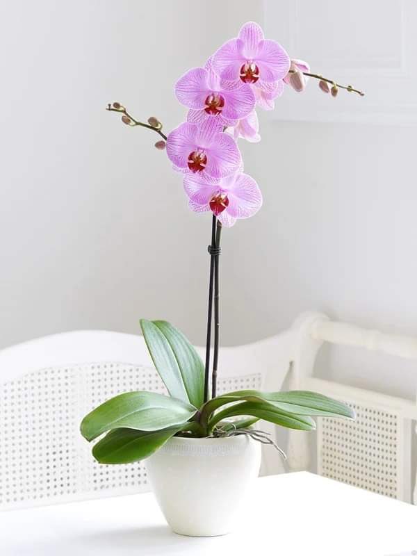 AnneFlorist's tweet photo. These orchid plants make a lovely gift #orchids #Naas #Kildare https://t.co/0zhoS4oTgx