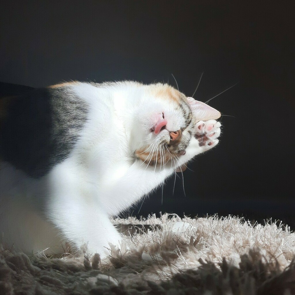 kitcatpuzzle's tweet photo. Happy tongue out tuesday ๐
#tongueouttuesday #catlife #catantics #comedycat #sunsouttonguesout https://t.co/qiYP5Z1s8f https://t.co/kI8Pz01c81