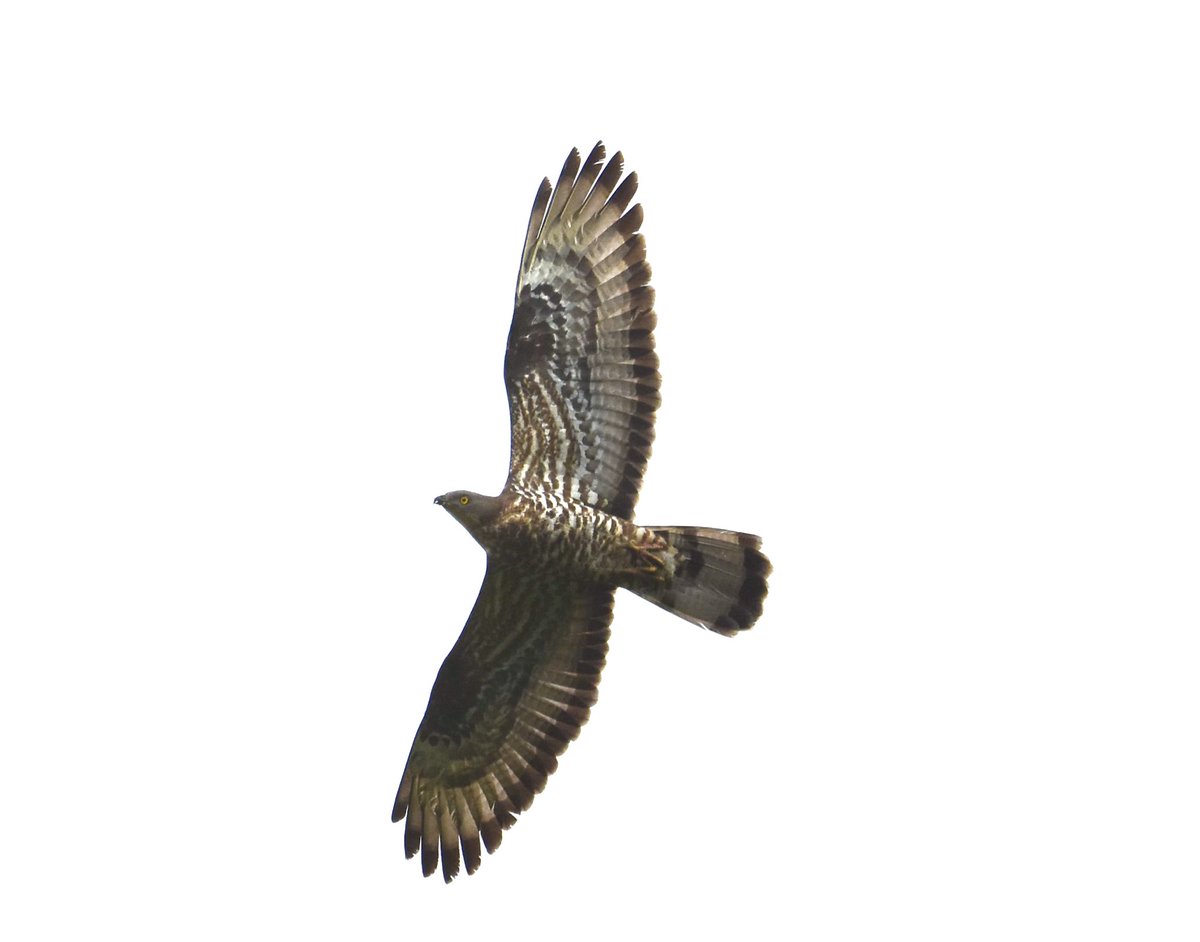 Another pic of Honey Buzzard on Durham moors yesterday