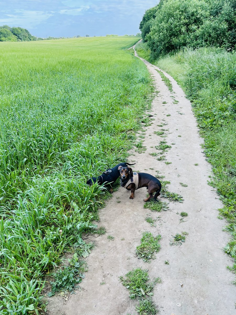 Phil_Coates_76's tweet photo. Walking the #Dachshunds in #NelsonsCounty #dogsoftwitter https://t.co/89oQDiVmEn