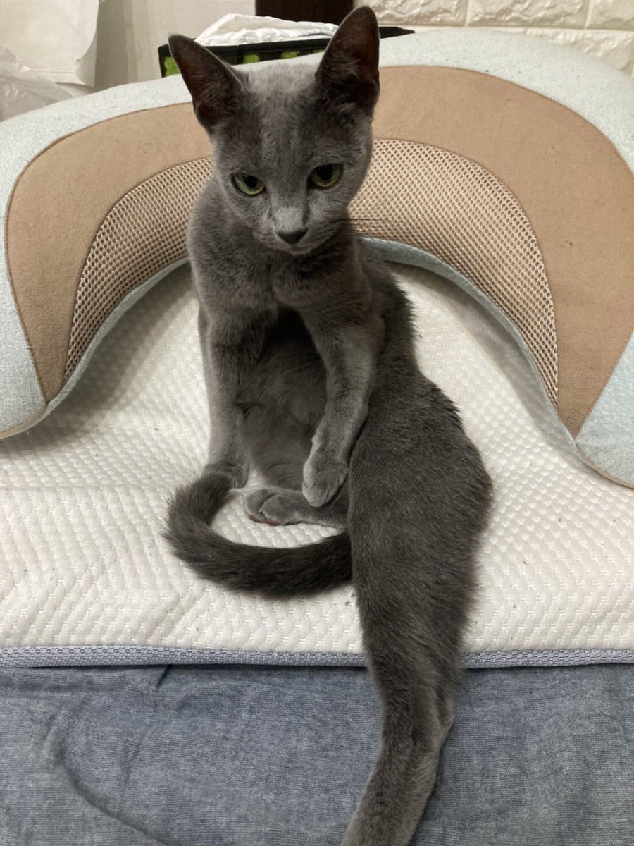 nekotasagashi's tweet photo. 【拡散希望】
14日早朝に名古屋市守山区東新田公園辺りでロシアンブルーの猫が脱走にして行方不明になりました。
グレーの毛色、緑色の目、2kgの小柄な体型です。
人には慣れていないためすぐに逃げると思います。
どんな情報でも構わないので見かけたら連絡下さい https://t.co/3ErWMUxeML