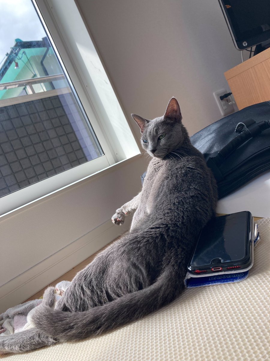 nekotasagashi's tweet photo. 【拡散希望】
14日早朝に名古屋市守山区東新田公園辺りでロシアンブルーの猫が脱走にして行方不明になりました。
グレーの毛色、緑色の目、2kgの小柄な体型です。
人には慣れていないためすぐに逃げると思います。
どんな情報でも構わないので見かけたら連絡下さい https://t.co/3ErWMUxeML