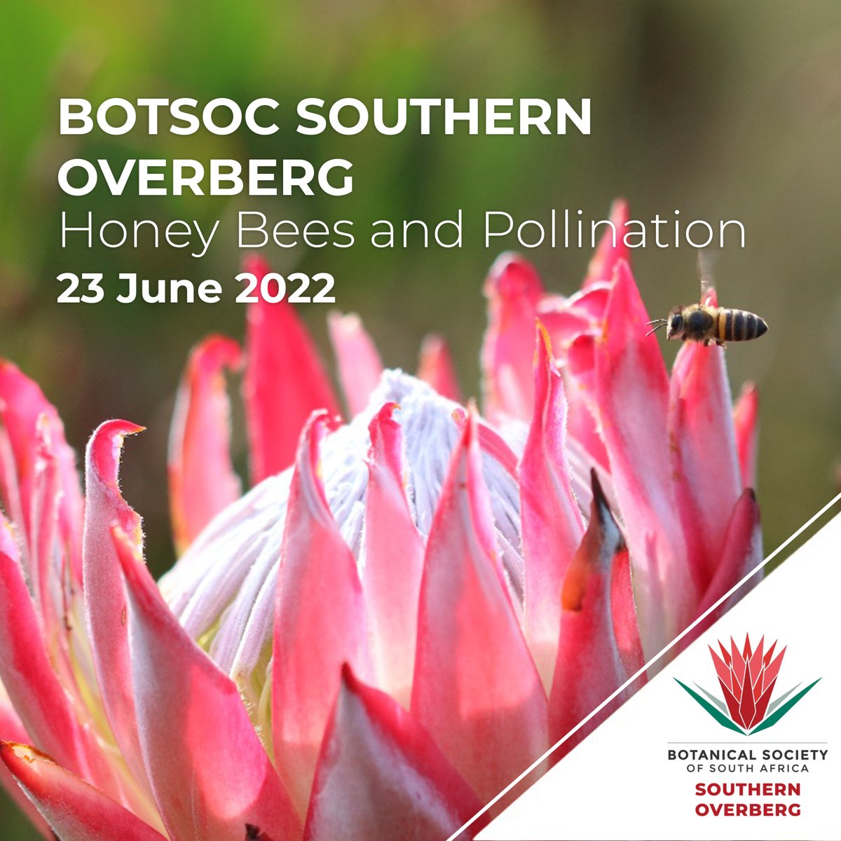 BotsocSOverb's tweet photo. You're invited to a talk by Prof Robin Crewe on Honey Bees and Pollination, taking place on 23 June 2022 at 6pm at the Napier Bowls Club. Price: R70 for members/R100 for non-members (includes soup and bread). Please RSVP to 072 283 5282 by Tuesday 21 June 2022. https://t.co/cwJsIDWu4Z