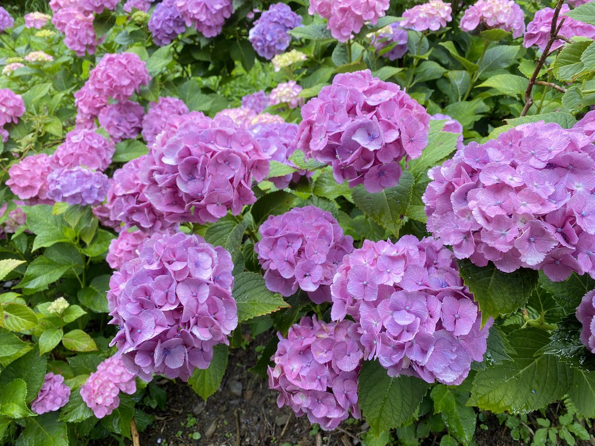 _sAkAyu_'s tweet photo. ひとりで紫陽花見に行った。 https://t.co/RsvovB9C5b