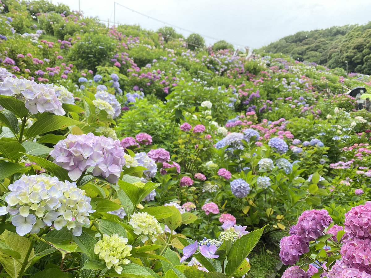 _sAkAyu_'s tweet photo. ひとりで紫陽花見に行った。 https://t.co/RsvovB9C5b
