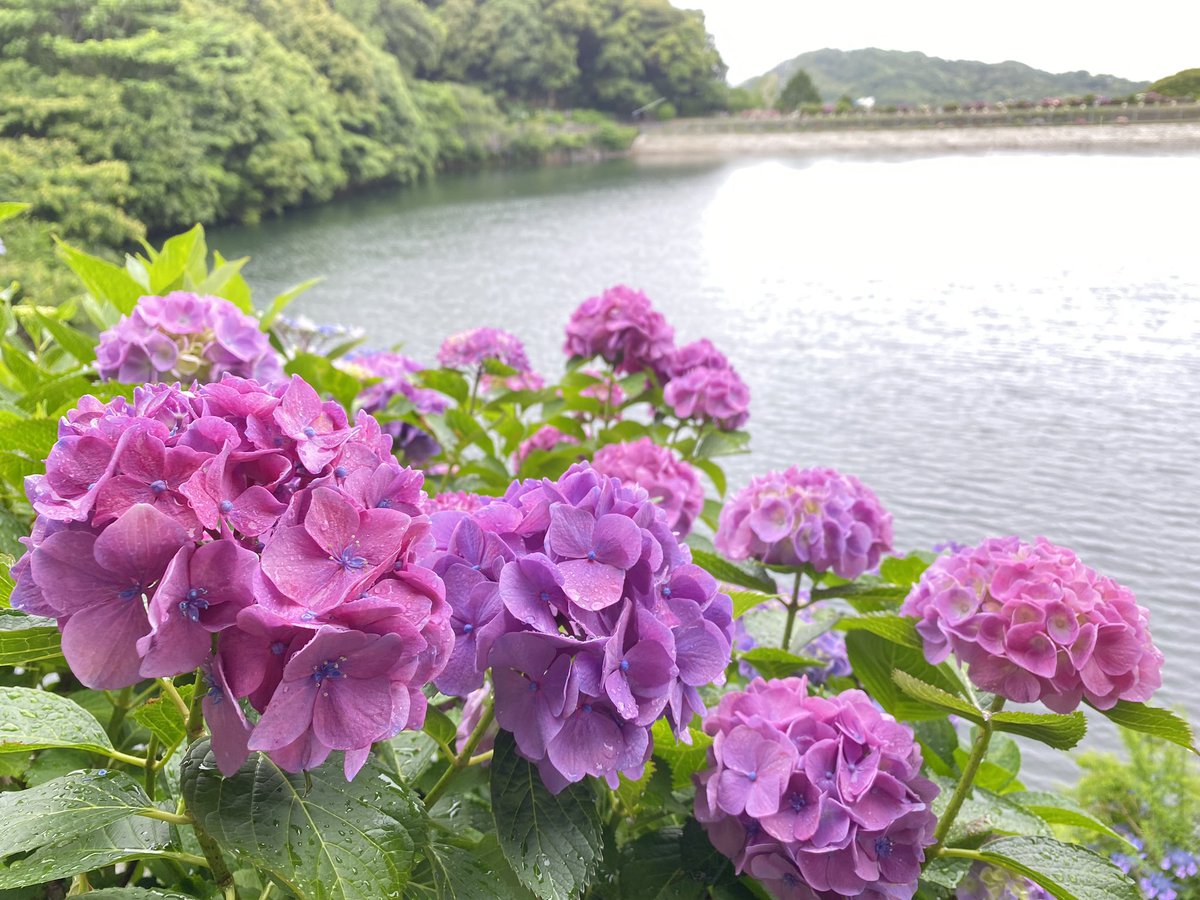 _sAkAyu_'s tweet photo. ひとりで紫陽花見に行った。 https://t.co/RsvovB9C5b