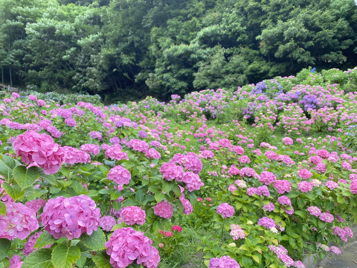_sAkAyu_'s tweet photo. ひとりで紫陽花見に行った。 https://t.co/RsvovB9C5b