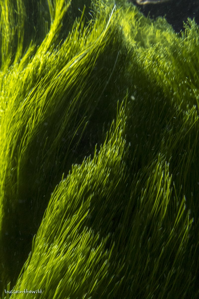 @ThePhotoHour Seagrass @LordHoweIsland #green #easybeinggreen